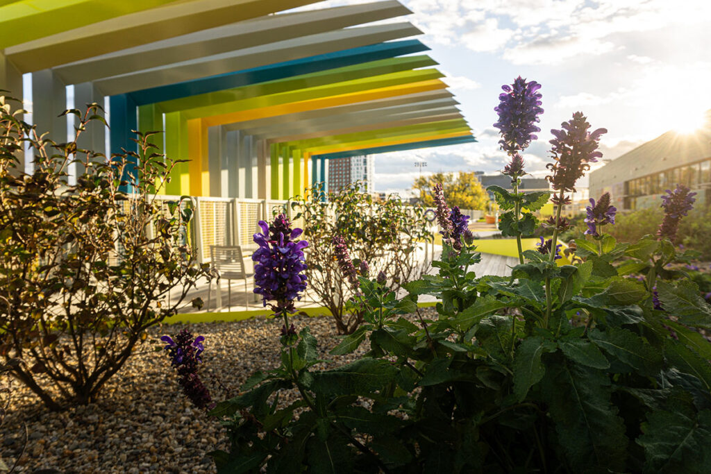 Purple flowers Tree at the William Carter School, designed by Studio 2112